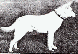  Berno von der Seewiese 