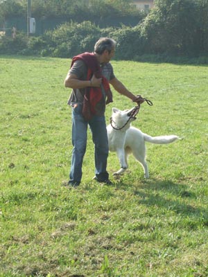 (c)Amicale du Berger de Caluire