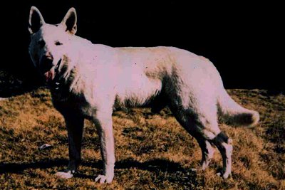  Lobo White Burch 